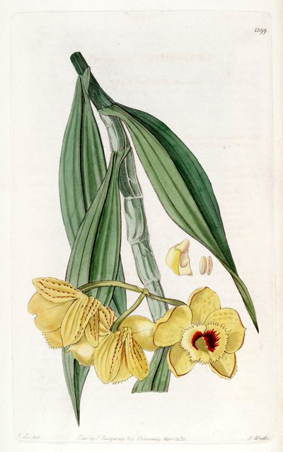 Dendrobium chrysanthum by John Lindley
